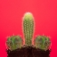 Picture of PENE CACTUS
