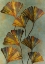Picture of GINKO BILOBA 2
