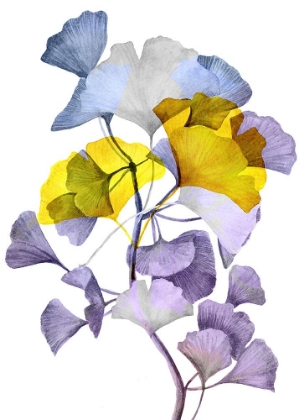 Picture of GINKO BILOBA 1