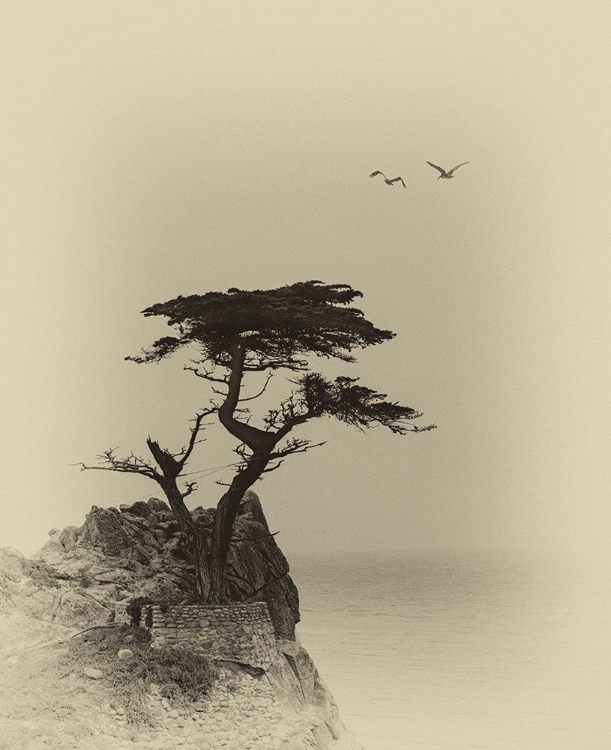 Picture of LONELY TREE