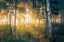 Picture of GOLD IN THE FOREST