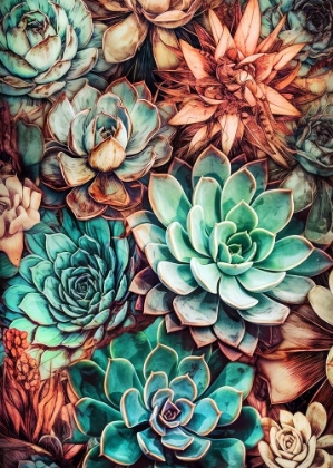 Picture of SUCCULENTS AND CACTUS 3