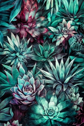 Picture of SUCCULENTS AND CACTUS 4