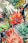 Picture of SUCCULENTS AND CACTUS 6