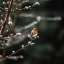 Picture of CUTE ROBIN NO 2