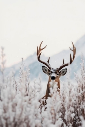 Picture of CURIOUS DEER