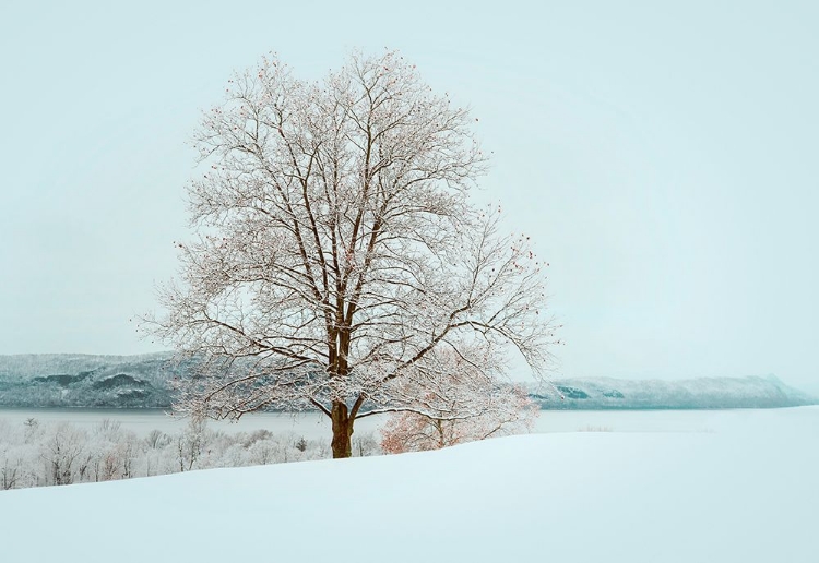 Picture of WINTERS SOLITUDE