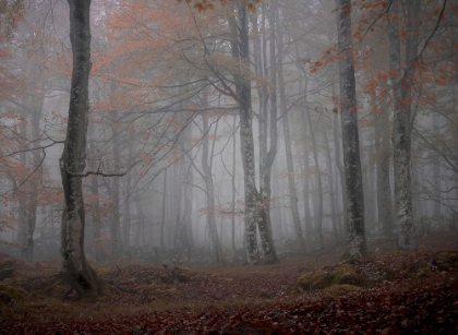 Picture of FOG AND FOREST