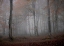 Picture of FOG AND FOREST