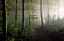 Picture of LATE SUMMER FOREST