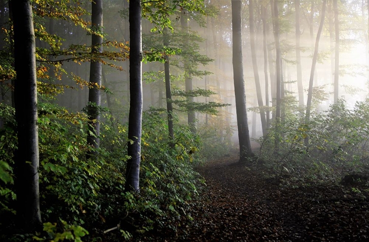 Picture of LATE SUMMER FOREST