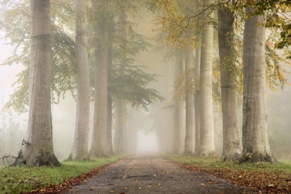 Picture of BEECH TREES IN AUTUMN FOG