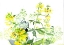 Picture of WILDBLUMEN AUS DEM ERZGEBIRGE