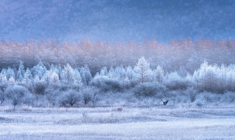 Picture of AUTUMN AND WINTER GRADIENTS