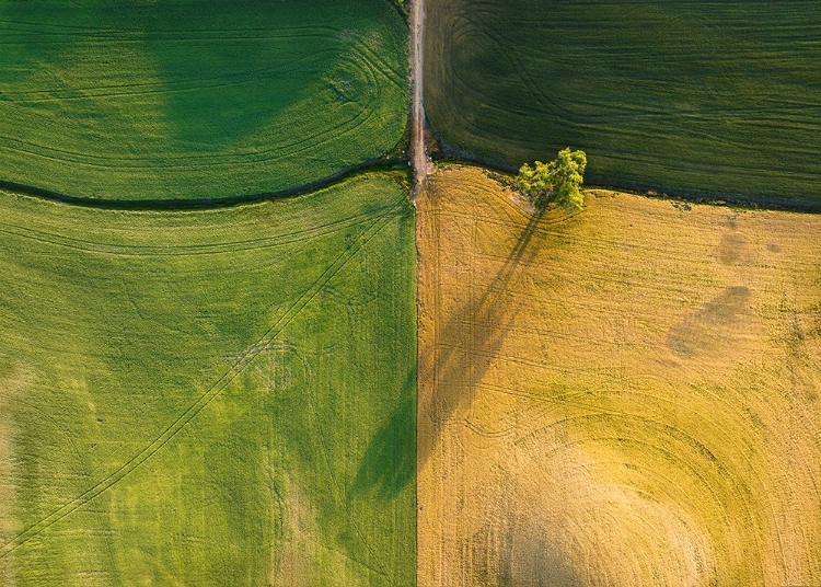 Picture of A TREE IN FARM FIELD