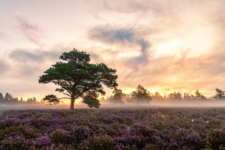 Picture of THE TREE ON THE HEATH.