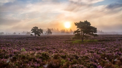 Picture of TREES ON THE HEATH.