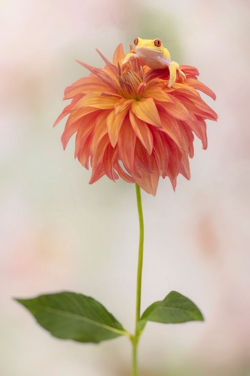 Picture of ALBINO RED EYED TREE FROG ON A DAHLIA