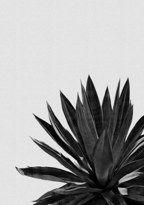 Picture of AGAVE CACTUS BLACK A WHITE