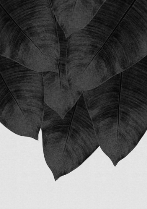 Picture of BANANA LEAF BLACK A WHITE III