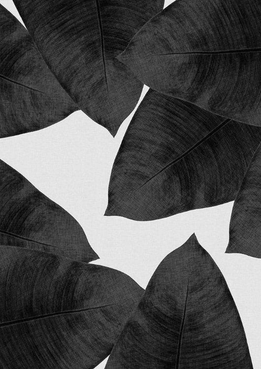 Picture of BANANA LEAF BLACK A WHITE II