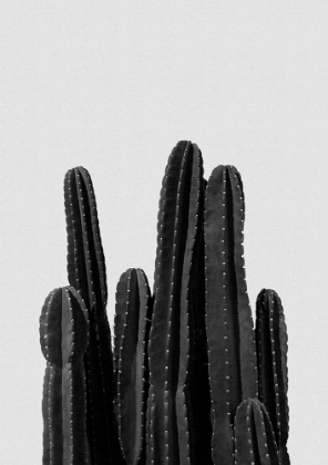 Picture of CACTUS BLACK A WHITE