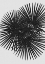 Picture of FAN PALM BLACK A WHITE
