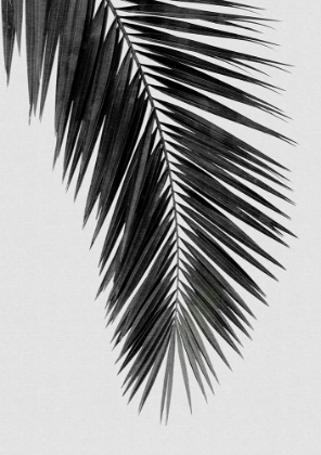 Picture of PALM LEAF BLACK A WHITE I