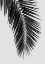 Picture of PALM LEAF BLACK A WHITE I