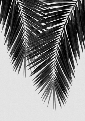 Picture of PALM LEAF BLACK A WHITE II