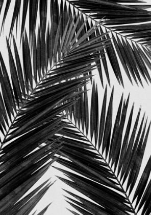 Picture of PALM LEAF BLACK A WHITE III
