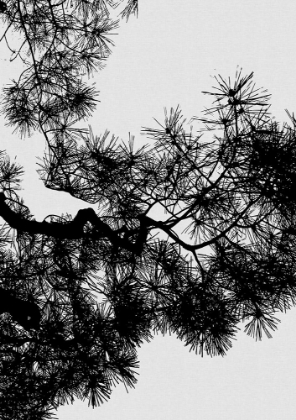 Picture of PINE TREE BLACK A WHITE