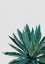 Picture of AGAVE CACTUS