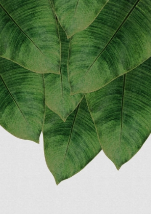 Picture of BANANA LEAF III