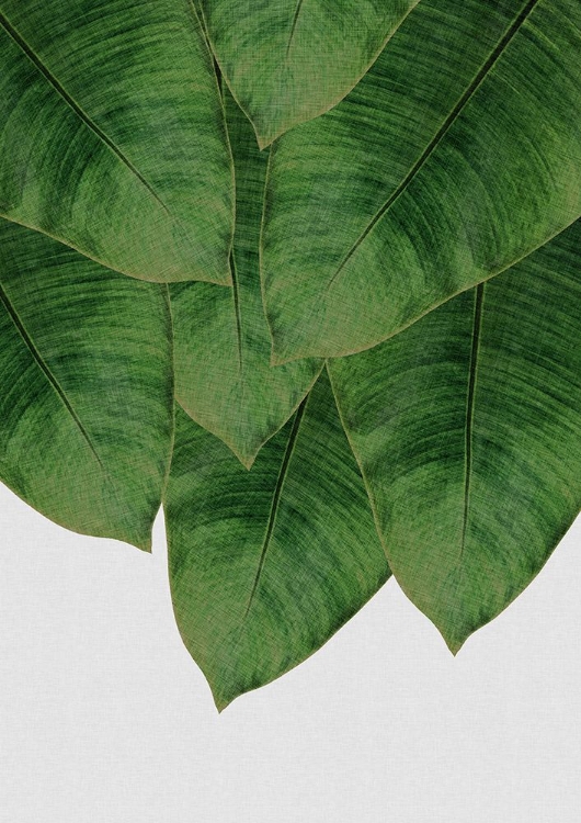 Picture of BANANA LEAF III