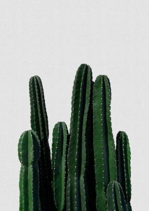 Picture of CACTUS I