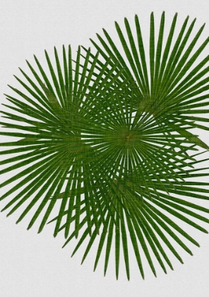 Picture of FAN PALM