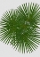 Picture of FAN PALM