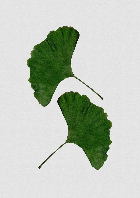 Picture of GINKGO LEAF II