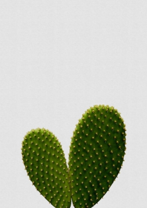 Picture of HEART CACTUS