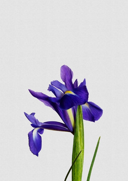 Picture of IRIS STILL LIFE