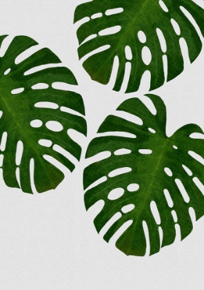 Picture of MONSTERA LEAF III