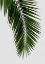 Picture of PALM LEAF I
