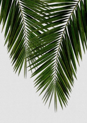 Picture of PALM LEAF II