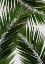 Picture of PALM LEAF III