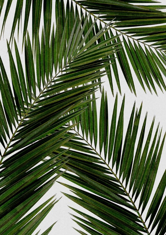 Picture of PALM LEAF III