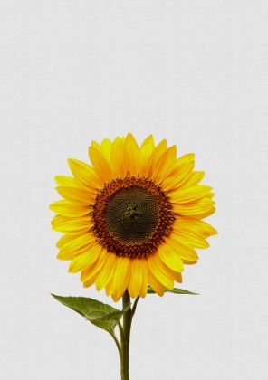 Picture of SUNFLOWER STILL LIFE