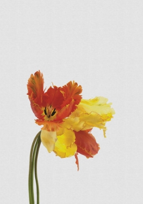 Picture of TULIP STILL LIFE