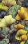 Picture of GINKO BILOBA LEAVES 11