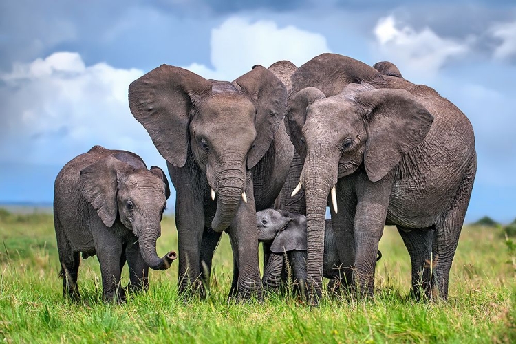 Picture of ELEPHANT FAMILY